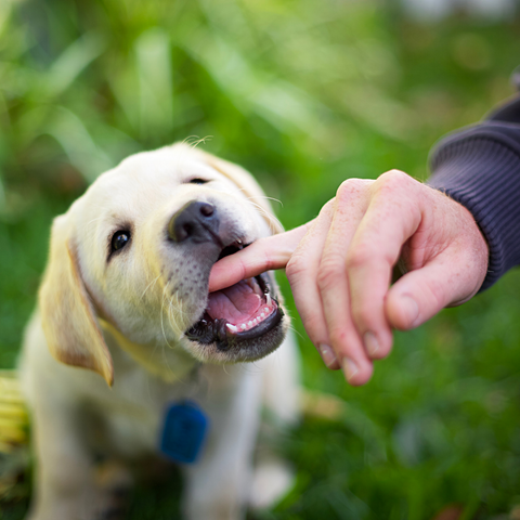 Puppy biting is…good?