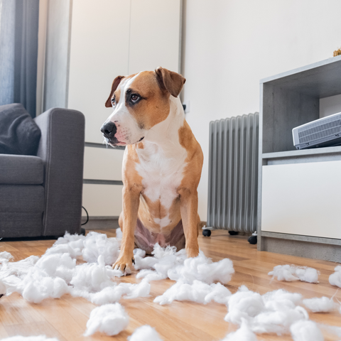 10 Strange Dog Behaviours