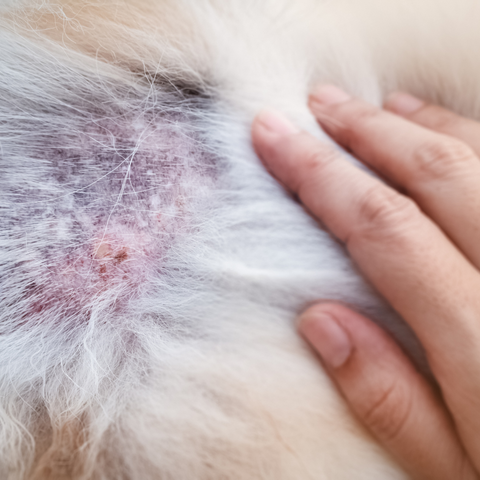 Lick Granuloma In Dogs