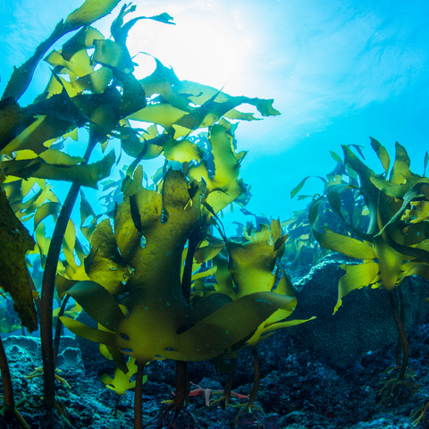 Can Dog Eat Seaweed?