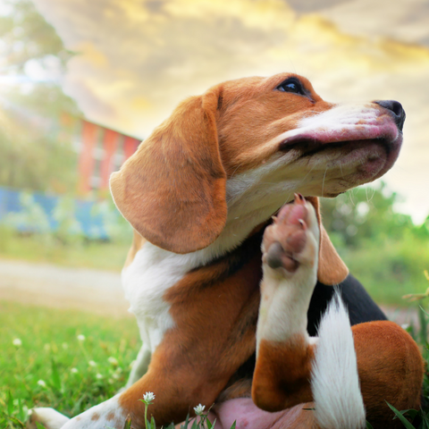 Dog Foods for Allergies