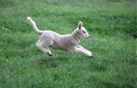 Feeding Lamb to Dogs