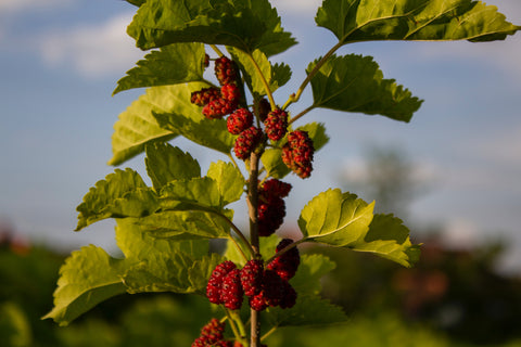 Mulberries for Dogs: A Nutrient-Packed Treat with Health Benefits