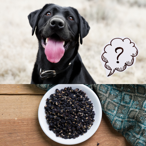 Can Dogs Eat Wolfberry or Black Wolfberry?